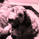 Illustration for article titled On Dogs - Update: news photos
